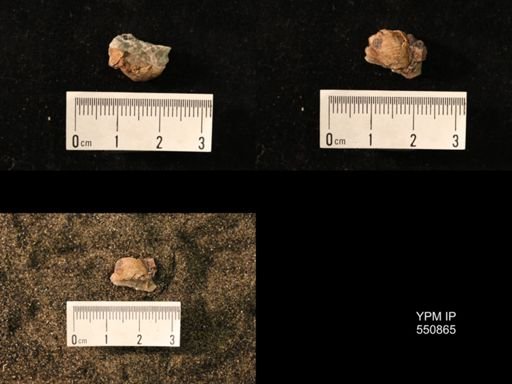 Marginifera wabashensis