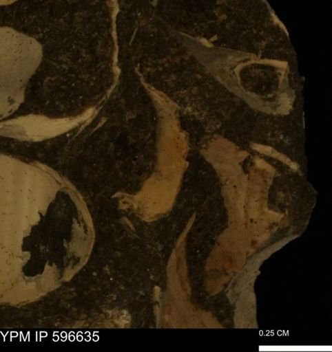 Protocardia?