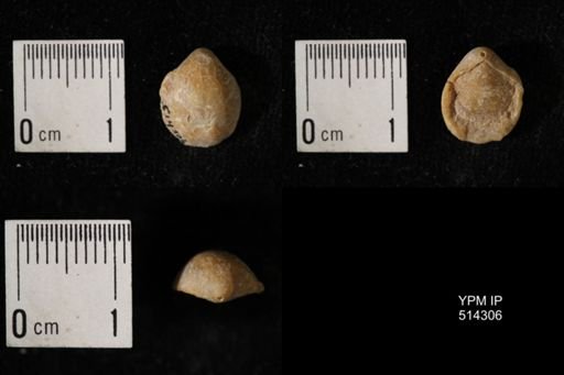Dielasma breviplicatum