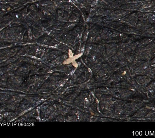 undet. Porifera