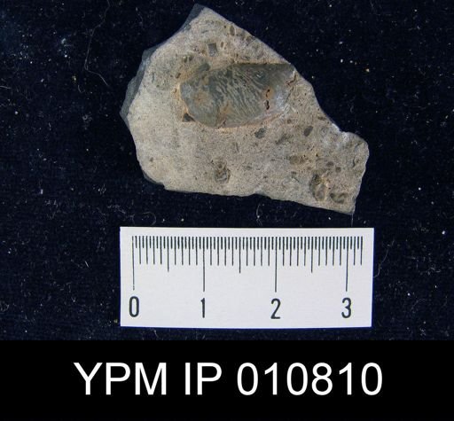 Chonetes permianus