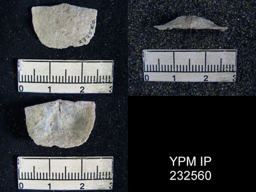 Chonetes granulifer