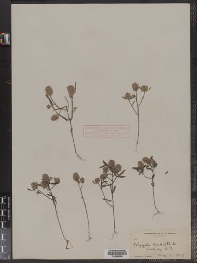 Polygala cruciata