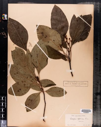 Sassafras albidum