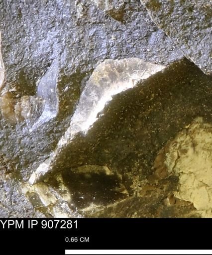 undet. Mollusca
