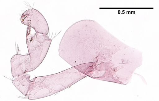 Hyalella cf. azteca