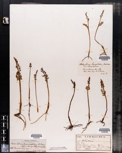 Botrychium