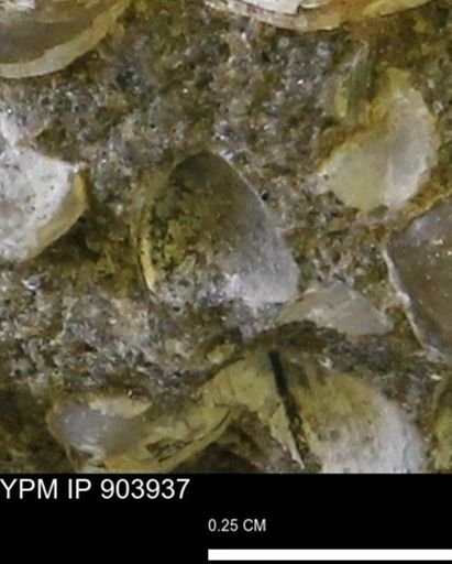 Corbulamella?