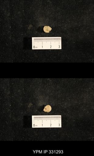 Euphemites sp.