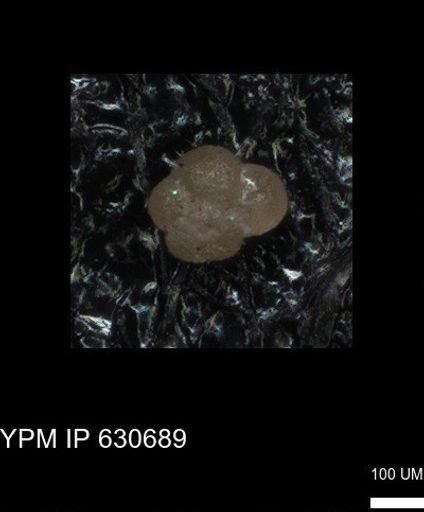 undet. Rugoglobigerinidae
