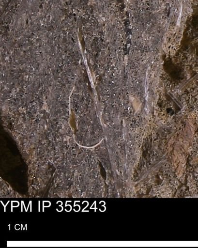 undet. Mollusca