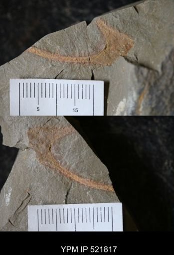 Marrella sp.