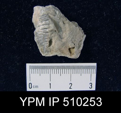 undet. Brachiopoda