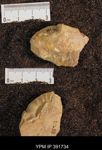 Scaphites sp.