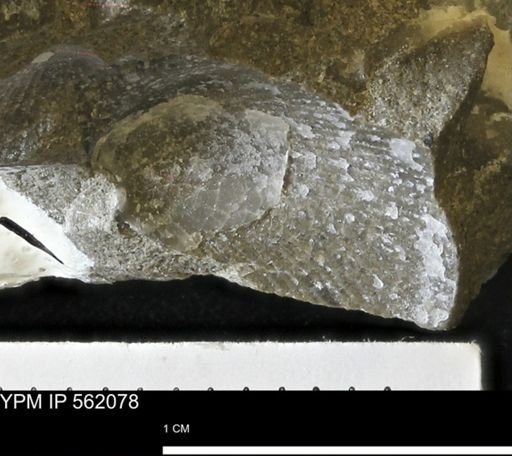 Oxytoma (Hypoxytoma)?