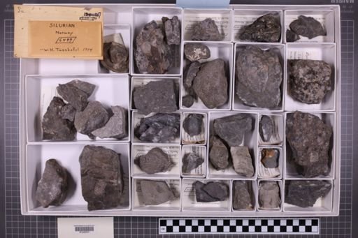 mixed taxa, stratigraphic collection