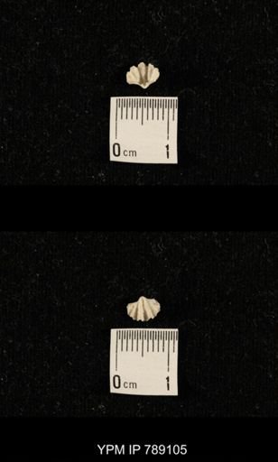 undet. Brachiopoda