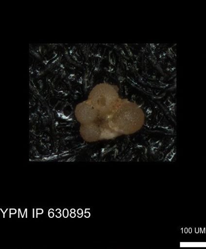 undet. Rugoglobigerinidae