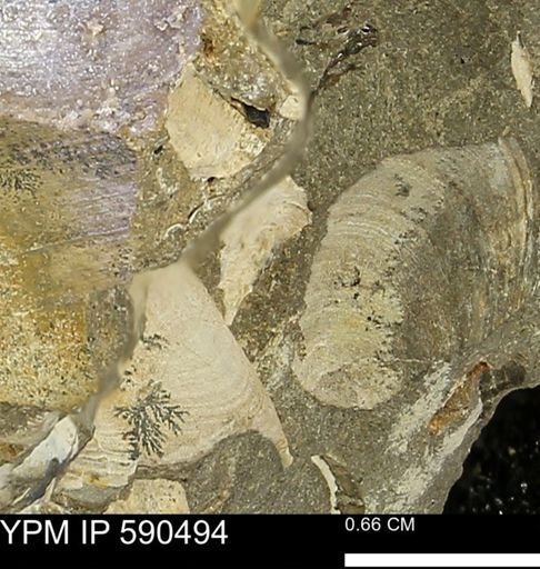 Limopsis?