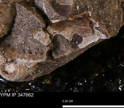 undet. Bivalvia