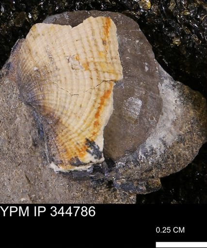 Parallelodon sp.