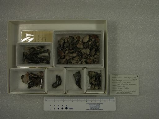 Paramys excavatus taurus