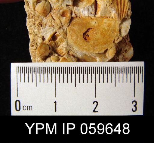 Chonostrophia reversa
