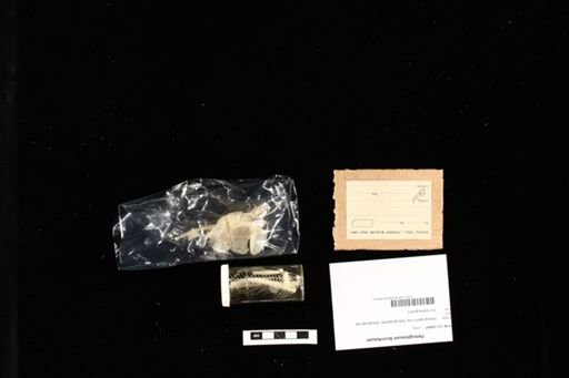 Osteoglossum bicirrhosum