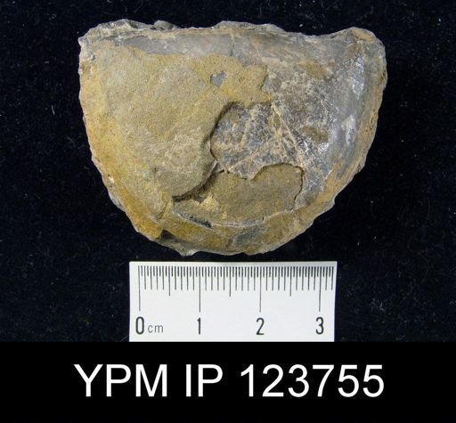 Brachyprion major