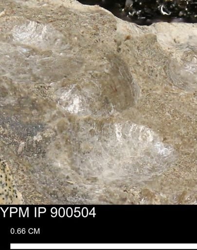 Anomia gryphorhyncha