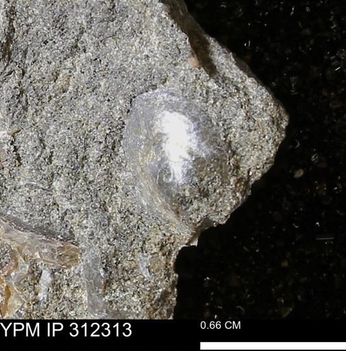 undet. Bivalvia