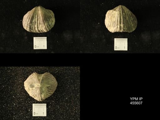 Platystrophia ponderosa