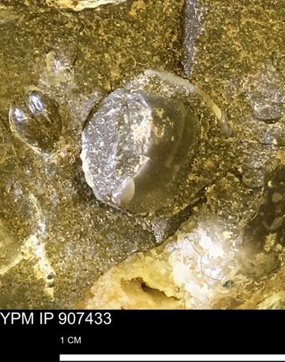 undet. Bivalvia