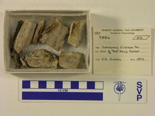 Euryapteryx geranoides