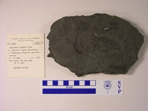 Aceraspis robustus