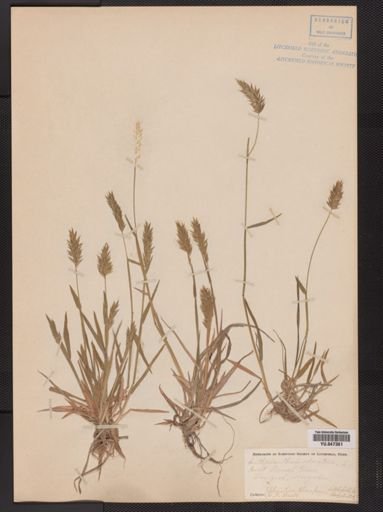 Anthoxanthum odoratum