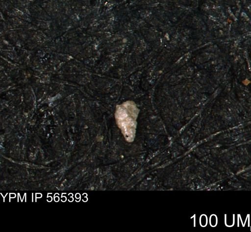 Verneuilinoides kansasensis