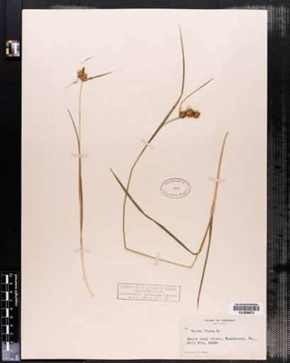 Carex flava