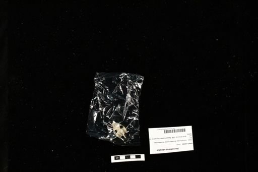 Sternotherus odoratus