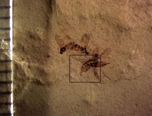 undet. Diptera