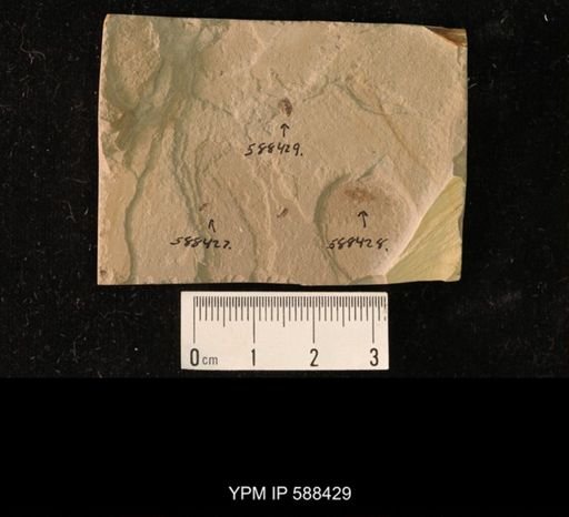 undet. Coleoptera