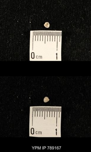 undet. Brachiopoda