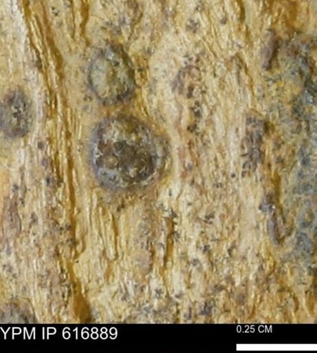 Teredo sp.