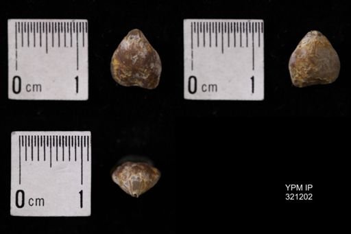 Dielasma turgida