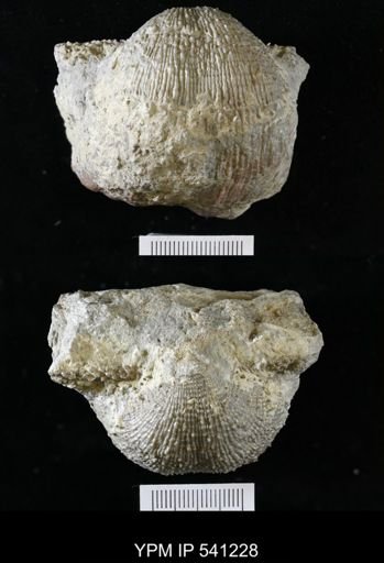 Dictyoclostus sp.
