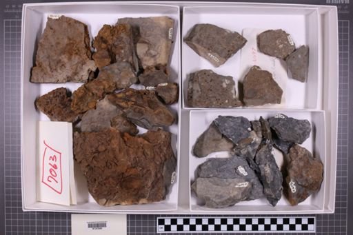 mixed taxa, stratigraphic collection