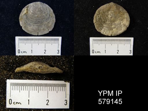Rhipidomella vanuxemi