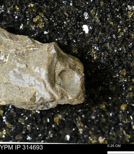 undet. Bivalvia