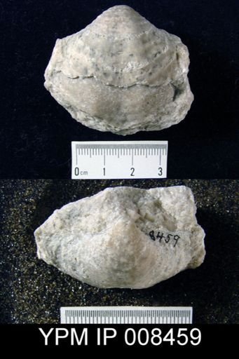 Athyris lamellosa