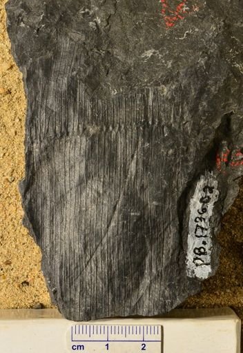 Calamites sp.